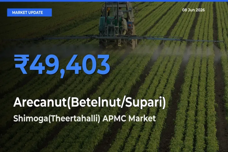 Farmers Prefer Shimoga(Theertahalli) APMC as Arecanut(Betelnut/Supari) Hits Highest Rate