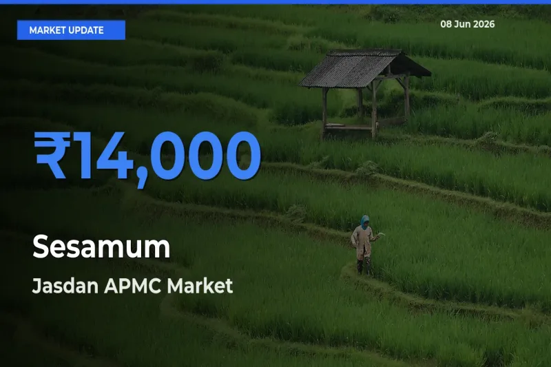 Sesamum Mandi Rate Today: Jasdan APMC Tops the List
