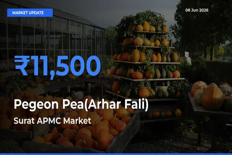 Surat APMC Records Highest ₹11,500 Rate for Pegeon Pea(Arhar Fali)