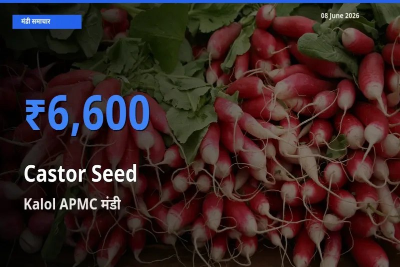 Kalol APMC मंडी में आज अरंडी का बीज के सबसे ऊँचे दाम दर्ज