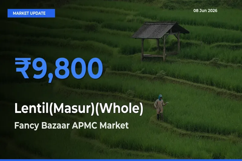 Fancy Bazaar APMC Records Highest ₹9,800 Rate for Lentil(Masur)(Whole)