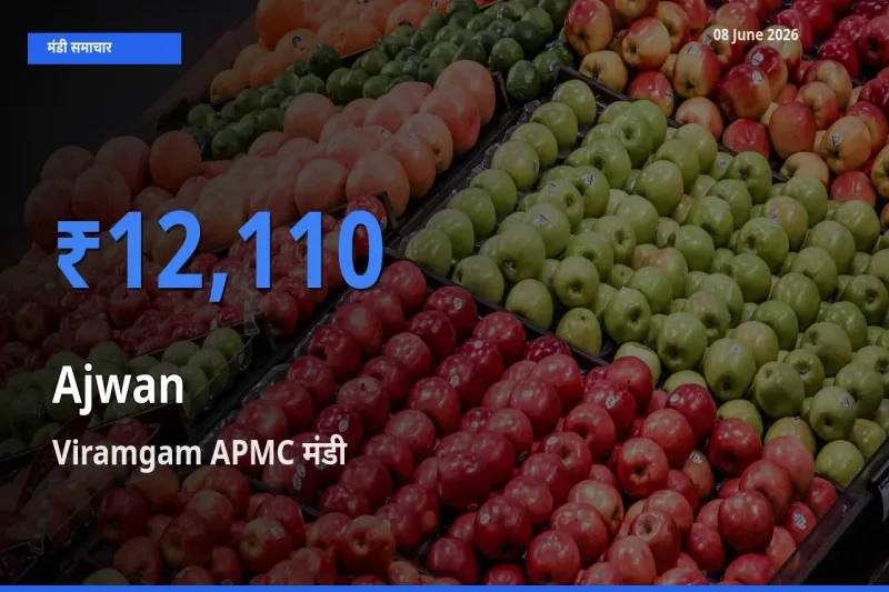 बाज़ार संकेत: Viramgam APMC बना अजवाइन के लिए आज की टॉप मंडी