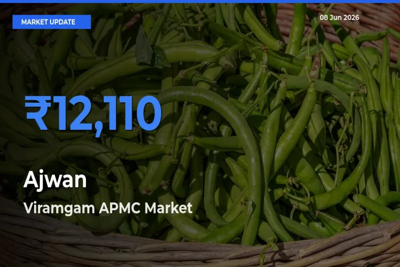 Viramgam APMC Tops Ajwan Mandi Rates Today