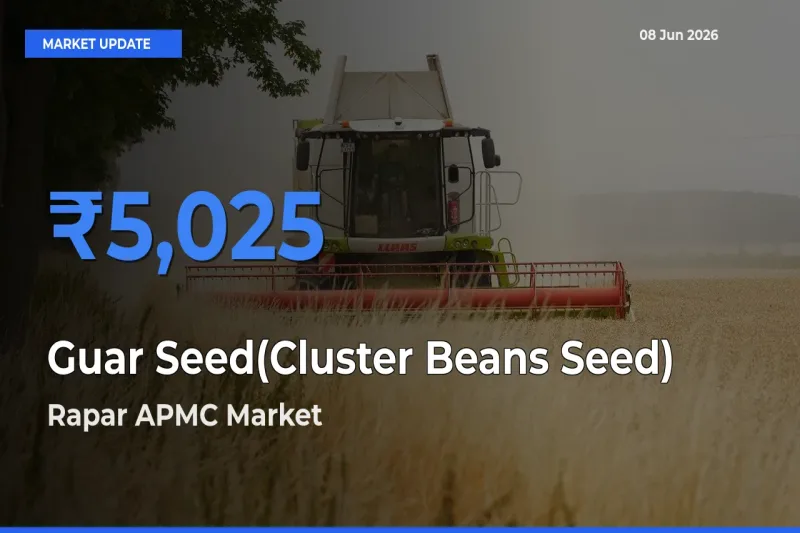 Rapar APMC Offers ₹5,025 – Highest Guar Seed(Cluster Beans Seed) Rate Today