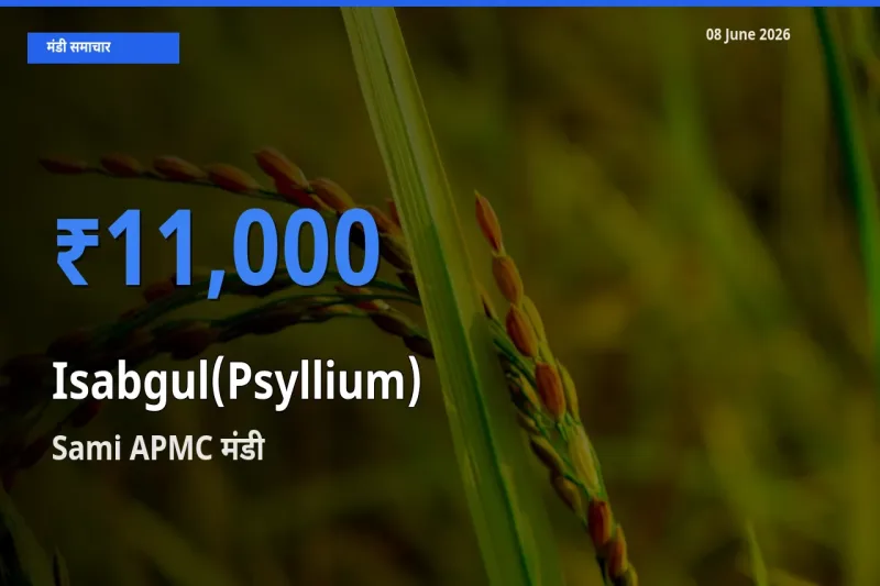 Sami APMC में इसबगोल का आज सबसे ऊँचा भाव