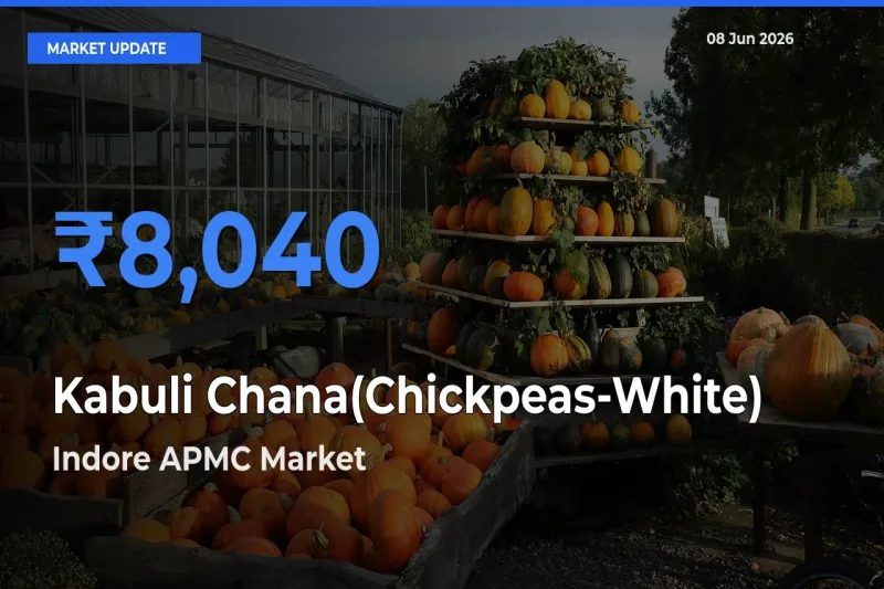 Farmers Prefer Indore APMC as Kabuli Chana(Chickpeas-White) Hits Highest Rate