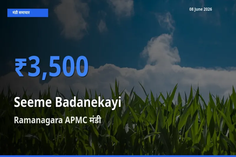 किसानों की पसंद बना Ramanagara APMC, सीमेबदनेकाई के सबसे अच्छे दाम