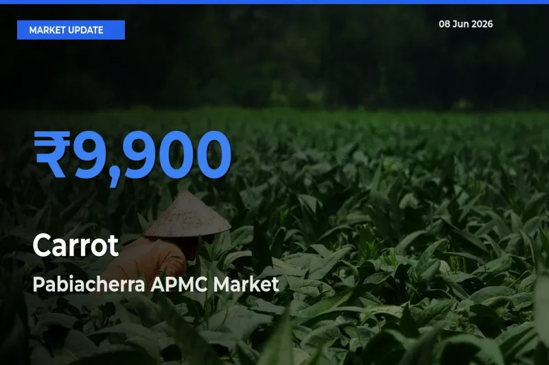 Pabiacherra APMC Emerges as Top Mandi for Carrot Prices Today