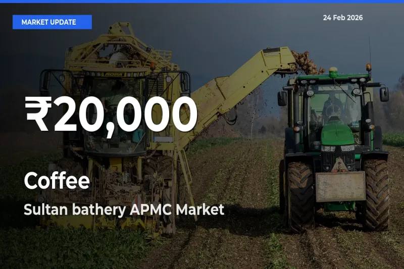 Big Drop! Coffee Slides to 30-Day Low at Sultan bathery APMC