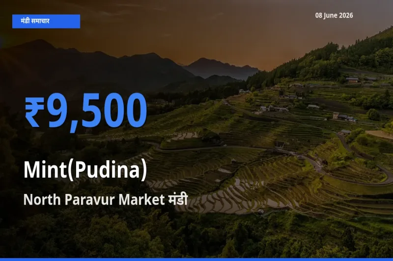 बाज़ार संकेत: North Paravur Market बना पुदीना के लिए आज की टॉप मंडी
