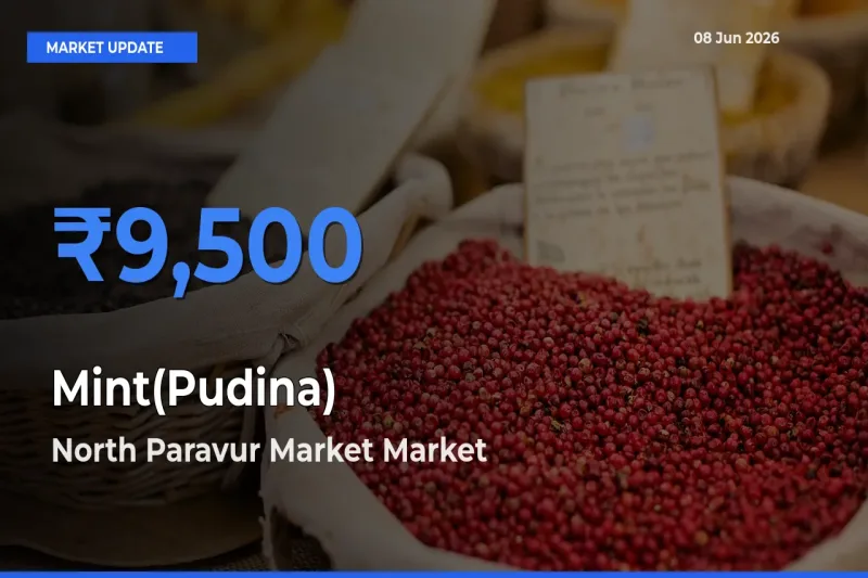North Paravur Market Leads as Top Mandi for Mint(Pudina) Prices