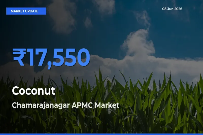 Chamarajanagar APMC Tops Coconut Mandi Rates Today