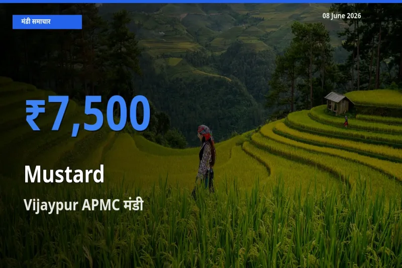 किसानों की पसंद बना Vijaypur APMC, सरसों के सबसे अच्छे दाम