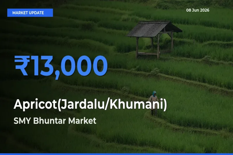 SMY Bhuntar Records Highest ₹13,000 Rate for Apricot(Jardalu/Khumani)