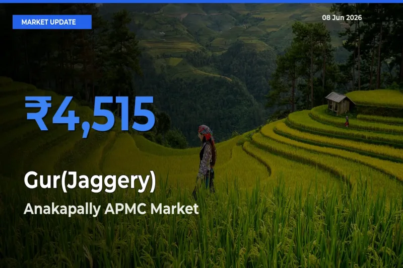 Gur(Jaggery) Mandi Rate Today: Anakapally APMC Tops the List