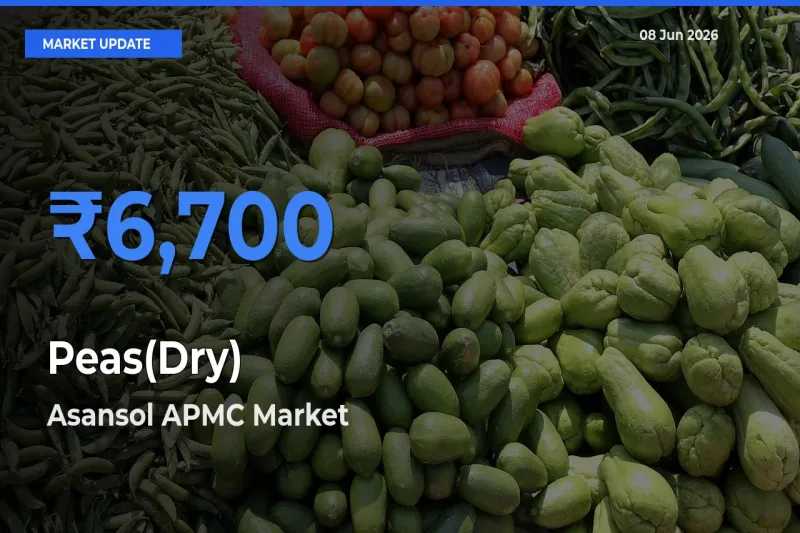 Market Watch: Asansol APMC Becomes Top Mandi for Peas(Dry)