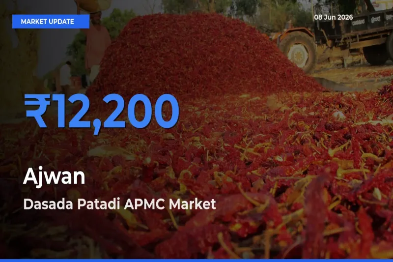 Dasada Patadi APMC Tops Ajwan Rates – June 08 Market Update