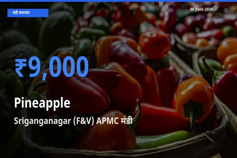 किसानों की पसंद बना Sriganganagar (F&V) APMC, अनानास के सबसे अच्छे दाम
