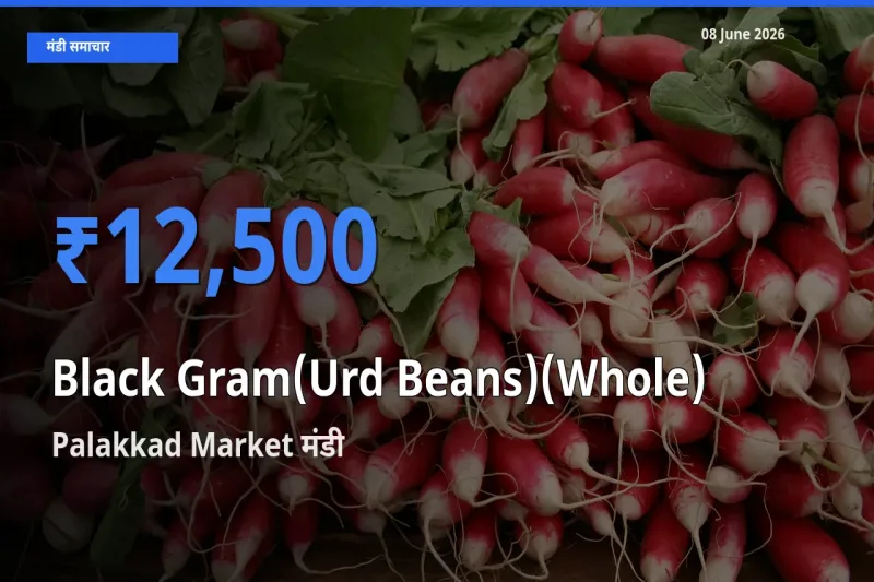 बाज़ार संकेत: Palakkad Market बना साबुत उड़द के लिए आज की टॉप मंडी
