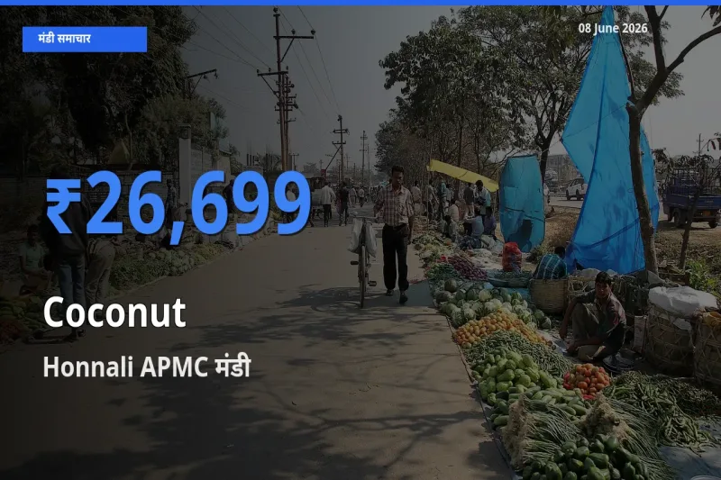 08 June अपडेट: नारियल के सबसे ऊँचे दाम Honnali APMC मंडी में