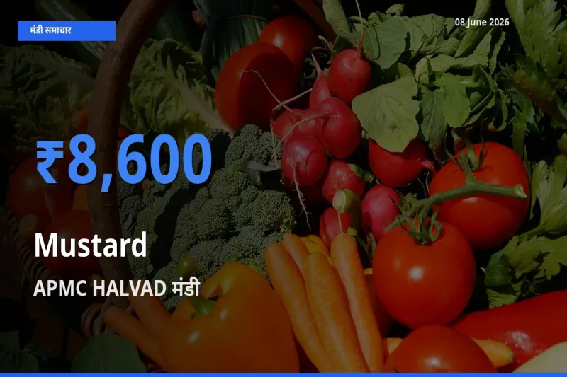 किसानों की पसंद बना APMC HALVAD, सरसों के सबसे अच्छे दाम