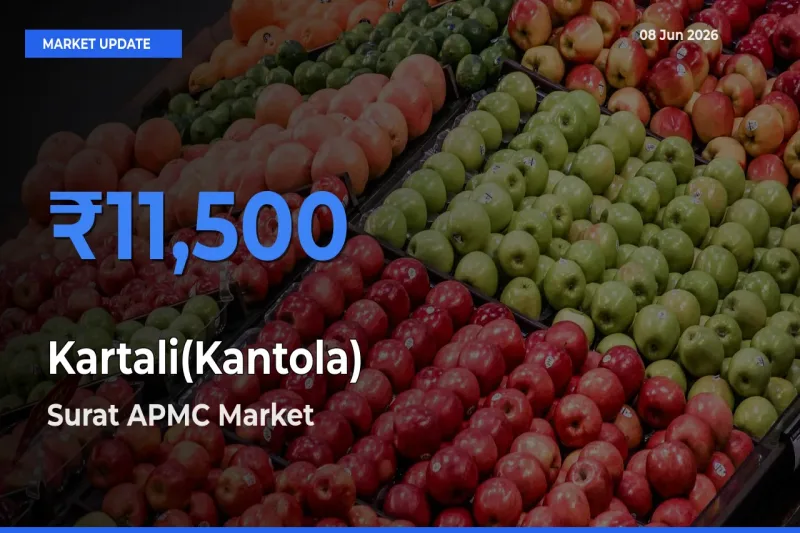 Surat APMC Offers ₹11,500 – Highest Kartali(Kantola) Rate Today