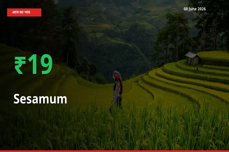 08 June अपडेट: तिल (गिंगेली) के दाम मंडी में 19.24% उछले