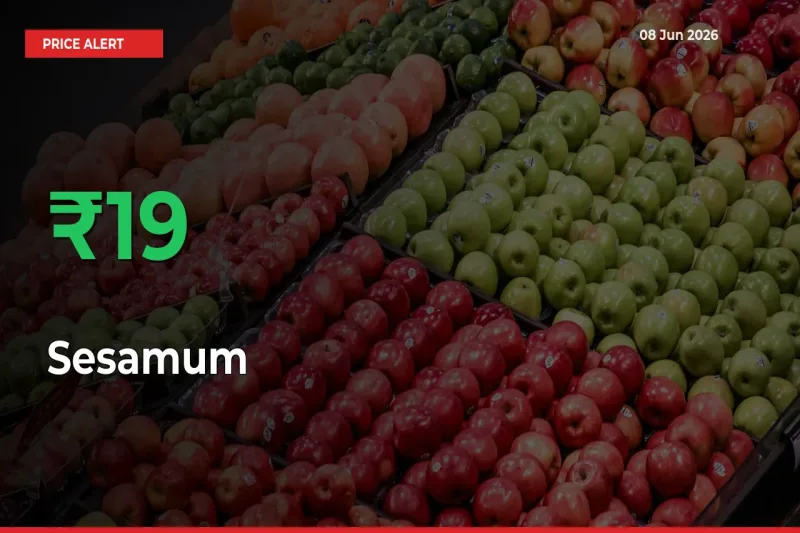 19.24% Spike in Sesamum Prices – Mandi Sees Sudden Rally