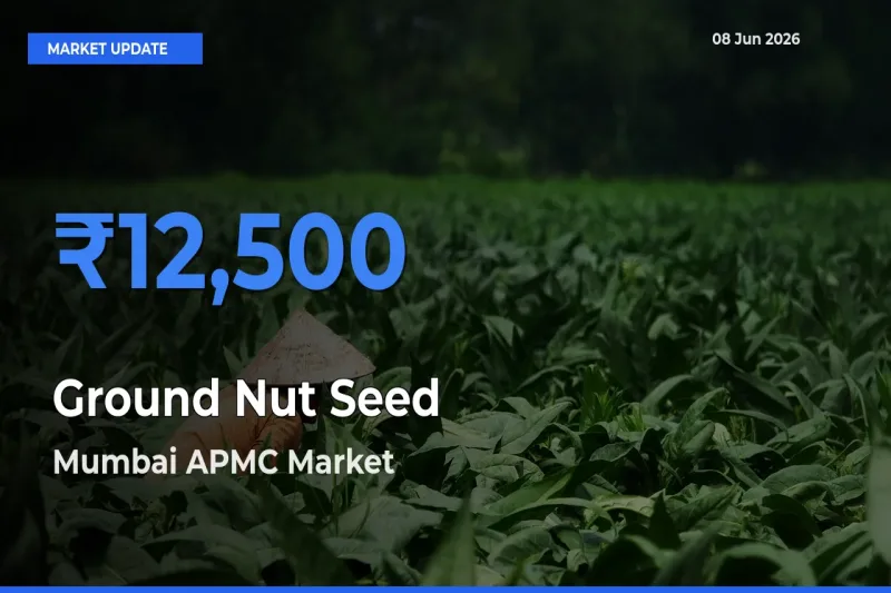 Mumbai APMC Emerges as Top Mandi for Ground Nut Seed Prices Today