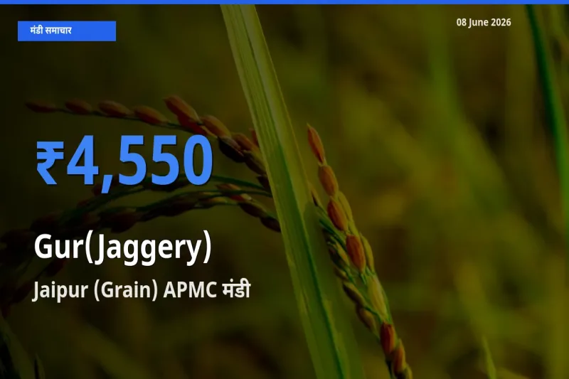 आज का मंडी भाव: गुड़ के सबसे ज़्यादा दाम Jaipur (Grain) APMC में