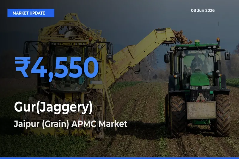 Jaipur (Grain) APMC Offers ₹4,550 – Highest Gur(Jaggery) Rate Today