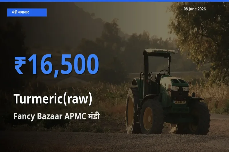 Fancy Bazaar APMC मंडी में आज हल्दी (कच्ची) के सबसे ऊँचे दाम दर्ज