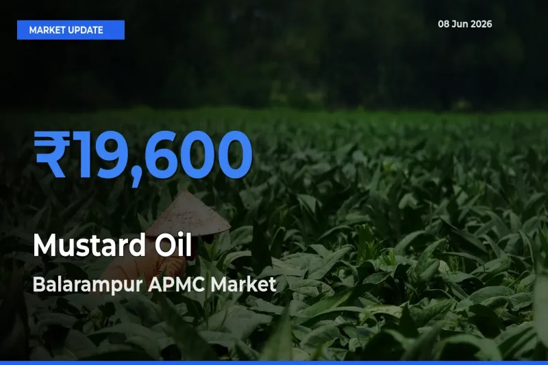Farmers Prefer Balarampur APMC as Mustard Oil Hits Highest Rate