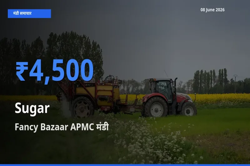 आज चीनी के सबसे ऊँचे दाम ₹4,500 Fancy Bazaar APMC मंडी में