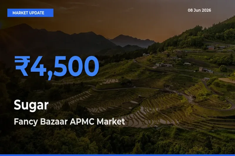 Top Performer! Fancy Bazaar APMC Offers Best Sugar Price Today