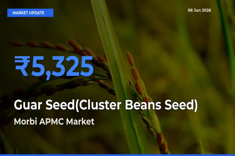 Morbi APMC Tops Guar Seed(Cluster Beans Seed) Mandi Rates Today