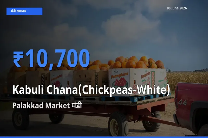 आज का मंडी भाव: काबुली चना के सबसे ज़्यादा दाम Palakkad Market में