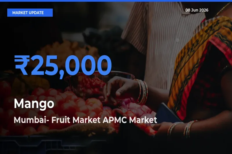 Mumbai- Fruit Market APMC Tops Mango Mandi Rates Today
