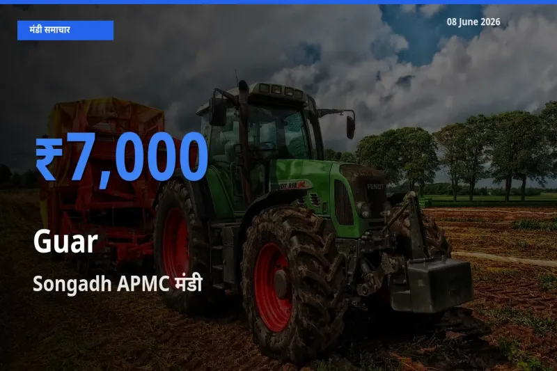 आज ग्वार के सबसे ऊँचे दाम ₹7,000 Songadh APMC मंडी में