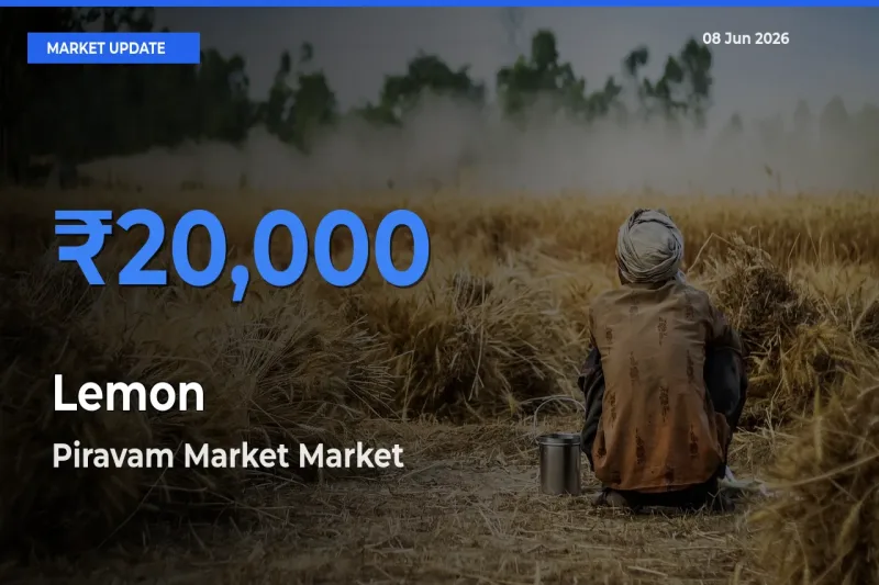 Top Performer! Piravam Market Offers Best Lemon Price Today