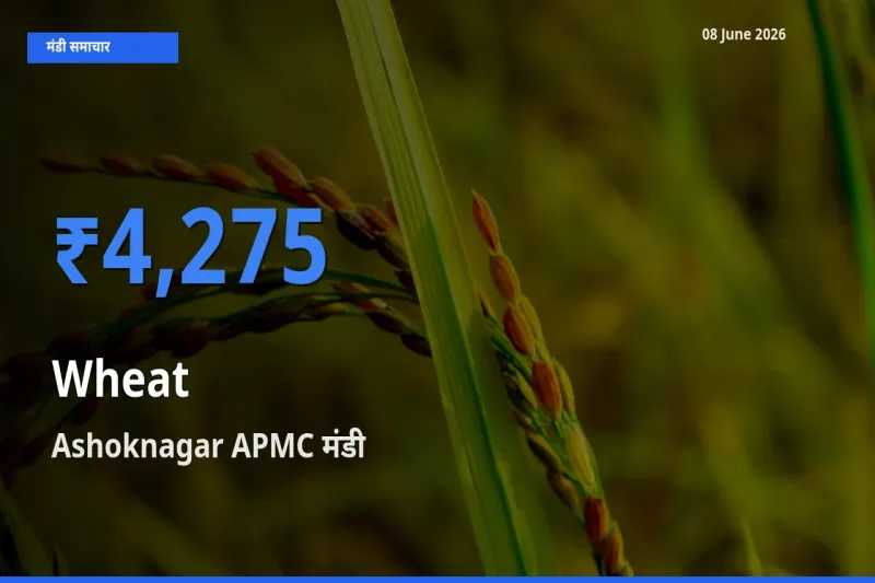 Ashoknagar APMC में गेहूँ का आज सबसे ऊँचा भाव