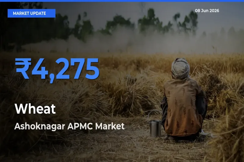 Ashoknagar APMC Emerges as Top Mandi for Wheat Prices Today