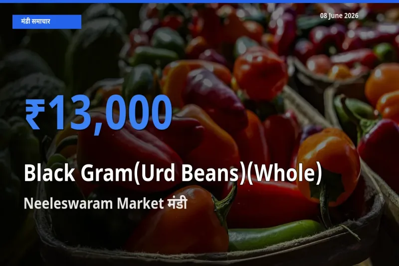 Neeleswaram Market मंडी में आज साबुत उड़द के सबसे ऊँचे दाम दर्ज