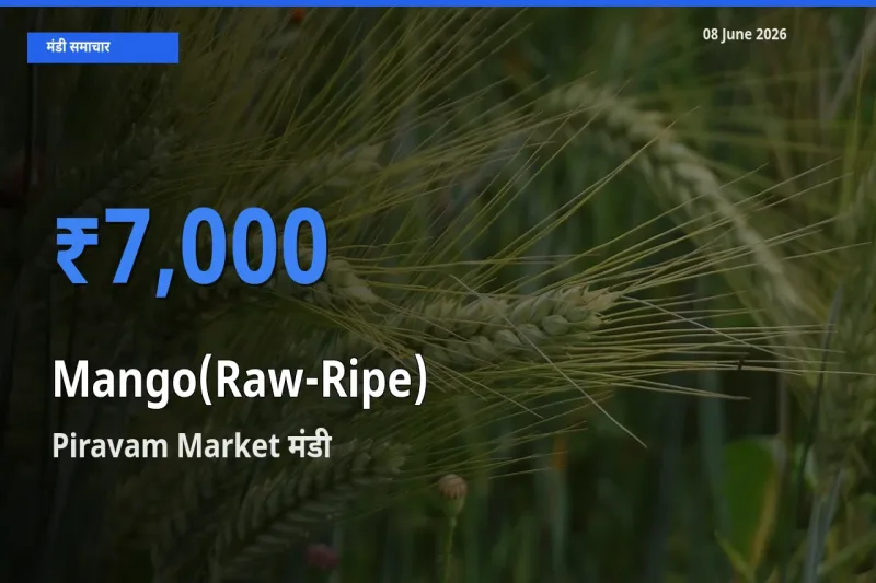 Piravam Market मंडी में आज आम (कच्चा-पका) के सबसे ऊँचे दाम दर्ज
