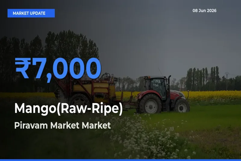 Piravam Market Tops Mango(Raw-Ripe) Rates – June 08 Market Update