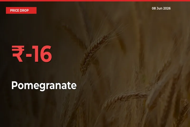 Pomegranate Falls 15.77% at Mandis
