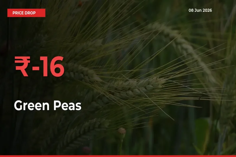 16.1% Drop in Green Peas Prices – Mandi Sees Sudden Fall