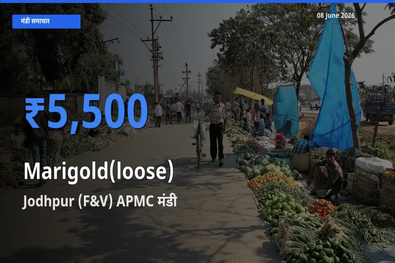 Jodhpur (F&V) APMC मंडी में आज गेंदा (ढीला) के सबसे ऊँचे दाम दर्ज