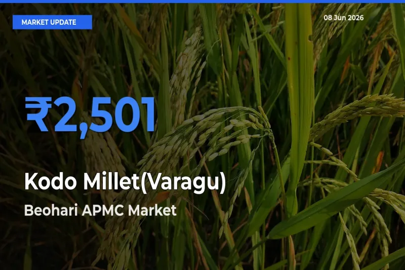 Farmers Prefer Beohari APMC as Kodo Millet(Varagu) Hits Highest Rate