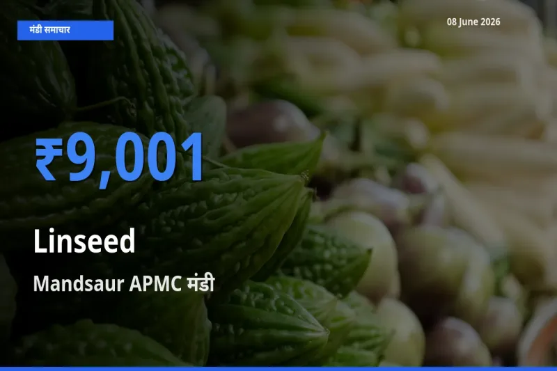 आज अलसी के सबसे ऊँचे दाम ₹9,001 Mandsaur APMC मंडी में